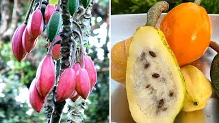 10 Frutas Exóticas Mais INCRÍVEIS e CURIOSAS Que Existem Pelo Mundo (Parte 11)