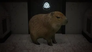 SCP SL: The Capybara incident