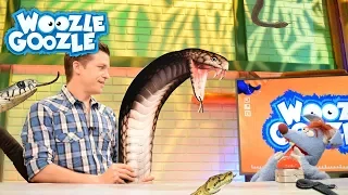 Was wissen wir über Schlangen? l WOOZLE GOOZLE