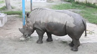 #Evolution of Rhino #shorts #Rhino came out from mud