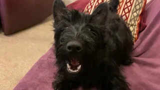 Cute Scottie puppy wants some attention