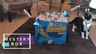 What's in the box game | Cats reaction to meow box | My Kitti Cats