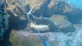 RARE WHITE TIP REEF SHARKS MOMENT CAUGHT ON CAMERA