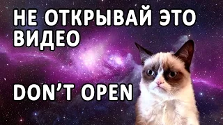 Смешные Коты. 60 Минут Позитива! Compilation