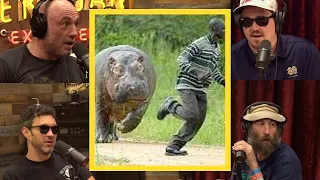 JRE: Hippos Are TERRIFYING!