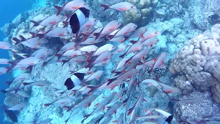 Filitheyo Island Resort Maldives 20190811-17 house reef snorkeling