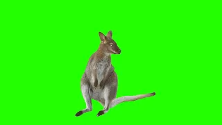 Kangaroo in green background