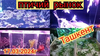 Птичий рынок(базар) Узбекистан Ташкент , aquarium fish market