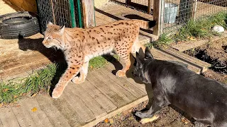 SHOCK! LYNX Simba COMES OUT OF THE ENCLOSURE FOR THE FIRST TIME / Sand cats made a surprise