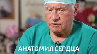 Доктор БОКЕРИЯ. Анатомия сердца