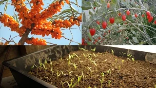 Unusual Fruit: Starting Goji and Sea Buckthorn from Seed