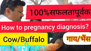 demonstration of pregnancy diagnosis in cow &Buffalo l Dr.Umar khan