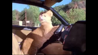 KITT and a lion cub