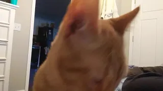 Cat purr yawn