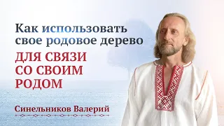 Как работать со своим родовым деревом? Как помогает человеку родовое дерево/ Валерий Синельников