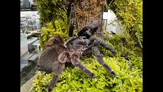 Psalmpoeus victori, adult female Mexican half&half tarantula rehousing
