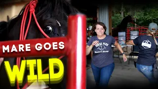 Mare Goes Wild - Horse Shelter Heroes S3E18