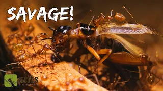 Weaver Ants Drag a Cricket into their Nest (feat. Animalogic)