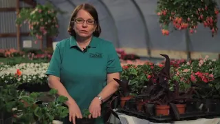 Gardening: How to Root Geraniums