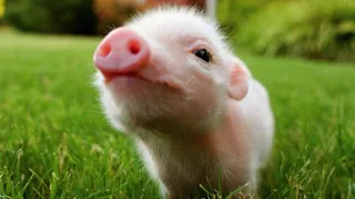 Cute Baby Pigs Videos Compilation