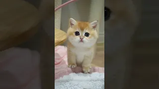 Sweet British Shorthair golden chinchilla kitten.🍭