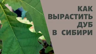 ДУБ из желудя как растет и как высадить, советы Натальи