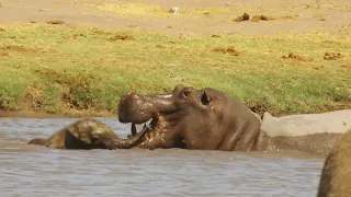 Babyelephant fighting against Hippo