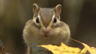 シマリス ドングリつめこんでパンパン