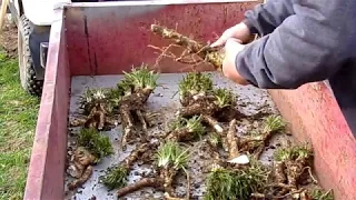 Transplanting Horseradish