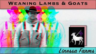 Weaning Lambs & Goat Kids:  Complete Guide
