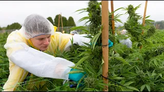 WeedMD harvesting 11 hectares of marijuana