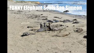 🆕 Elephant Seals San Simeon 👉 FUNNY Elephant Seals San Simeon Video
