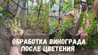 Обработка винограда после цветения 🍇