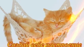 Самые смешные кот и кошки. Приколы про животных..Создай себе хорошее настроение