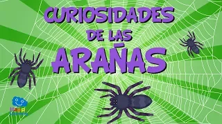 Curiosidades de las Arañas | Videos Educativos para Niños I Happy Learning