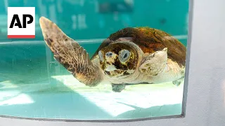 2 injured loggerhead turtles crawl into the Atlantic after rehabbing