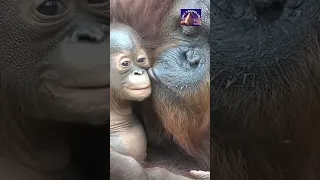 orangutan mom kisses her adorable baby