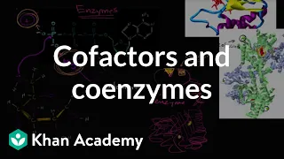 Enzyme cofactors and coenzymes | Biology | Khan Academy