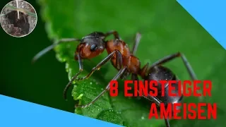 Die 8 besten Ameisenarten für Anfänger/Einsteiger