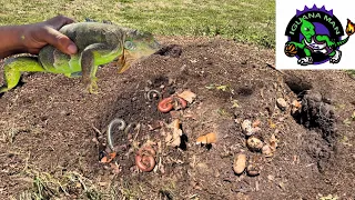 I Found a MASSIVE Mound iguana Nest Full of Eggs! Should I Dig?