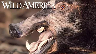 Wild America | S3 E6 Hog Wild | Full Episode HD