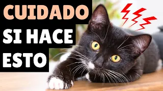 Cómo saber si tu gato SIENTE DOLOR ➡️ 23 SEÑALES en las que fijarte (según los expertos)