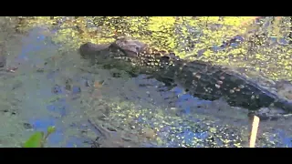 Wild Alligator BABY!