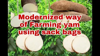 Modernized way of Farming yam using sack bag