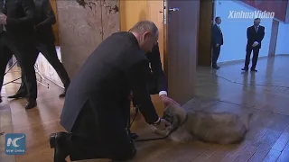 Puppy love: Vladimir Putin gets new pooch from Serbian president