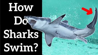 Shark Tail - Identify How Sharks Swim