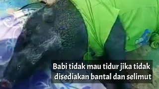 BABI MENANGIS DIUSIR WARGA