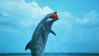 Der Tag des Delfins (1973) DEUTSCH TRAILER