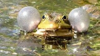 ЛЯГУШКА - КВАКУШКА, Frog Croaking sound