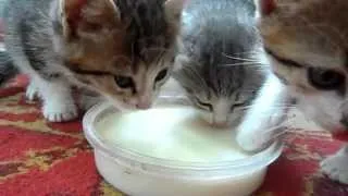 Котята пьют молоко - Kittens drink milk